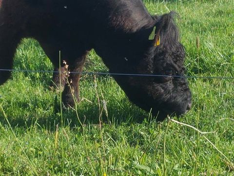 Impressionen Galloways, Galloway-Gourmetfleisch, Landwirtschaftliche Direktvermarktung, 88630 Pfullendorf-Otterswang