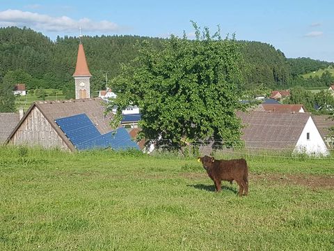 Impressionen Galloways, Galloway-Gourmetfleisch, Landwirtschaftliche Direktvermarktung, 88630 Pfullendorf-Otterswang