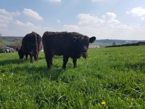 Impressionen Galloways, Galloway-Gourmetfleisch, Landwirtschaftliche Direktvermarktung, 88630 Pfullendorf-Otterswang