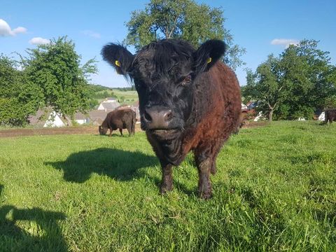 Impressionen Galloways, Galloway-Gourmetfleisch, Landwirtschaftliche Direktvermarktung, 88630 Pfullendorf-Otterswang