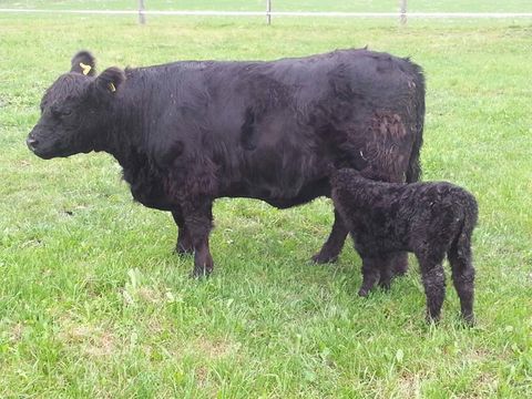 Impressionen Galloways, Galloway-Gourmetfleisch, Landwirtschaftliche Direktvermarktung, 88630 Pfullendorf-Otterswang