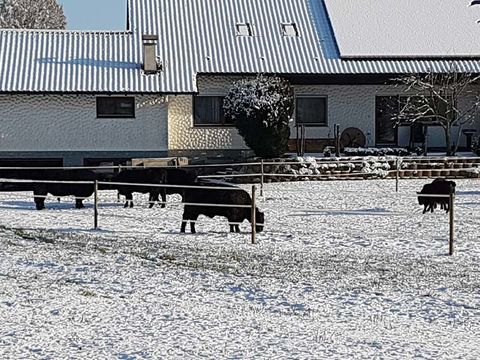 Impressionen Galloways, Galloway-Gourmetfleisch, Landwirtschaftliche Direktvermarktung, 88630 Pfullendorf-Otterswang