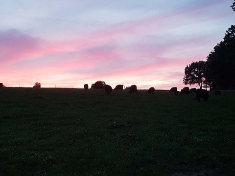 Impressionen Galloways, Galloway-Gourmetfleisch, Landwirtschaftliche Direktvermarktung, 88630 Pfullendorf-Otterswang