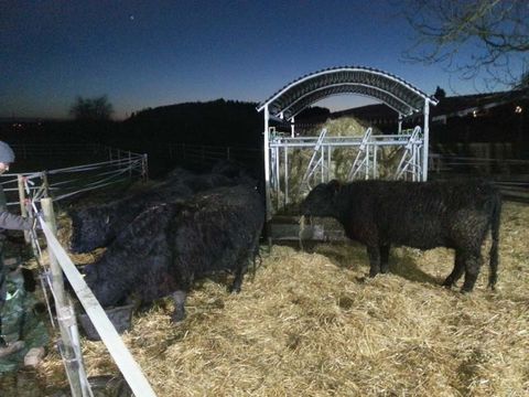 Impressionen Galloways, Galloway-Gourmetfleisch, Landwirtschaftliche Direktvermarktung, 88630 Pfullendorf-Otterswang