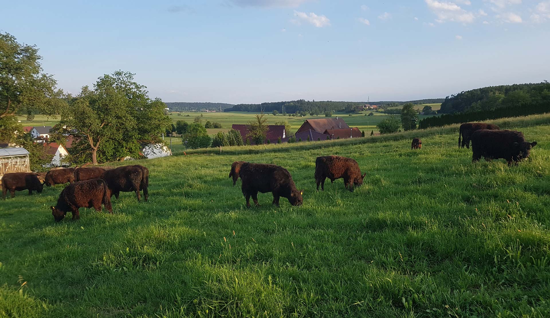 Impressionen Galloways, Galloway-Gourmetfleisch